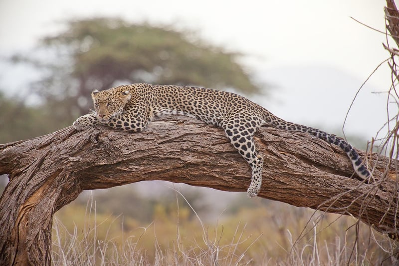 Safari Adventures